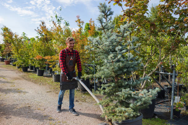 How Our Tree Care Process Works  in  Burlington, NC